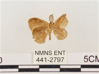 小白紋毒蛾藏品圖，第2張