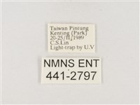 小白紋毒蛾藏品圖，第3張