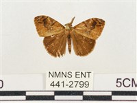 小白紋毒蛾藏品圖，第1張