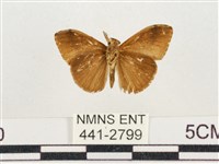 小白紋毒蛾藏品圖，第2張