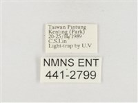 小白紋毒蛾藏品圖，第3張