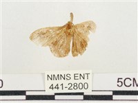 小白紋毒蛾藏品圖，第1張