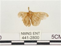 小白紋毒蛾藏品圖，第2張