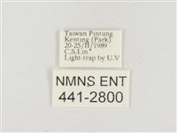 小白紋毒蛾藏品圖，第3張