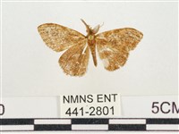 小白紋毒蛾藏品圖，第1張