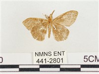 小白紋毒蛾藏品圖，第2張