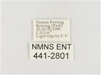 小白紋毒蛾藏品圖，第3張