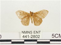 小白紋毒蛾藏品圖，第2張