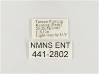 小白紋毒蛾藏品圖，第3張