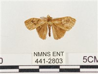 小白紋毒蛾藏品圖，第1張