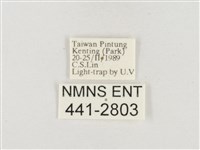 小白紋毒蛾藏品圖，第3張