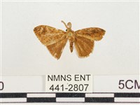 小白紋毒蛾藏品圖，第1張