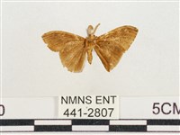 小白紋毒蛾藏品圖，第2張