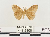 小白紋毒蛾藏品圖，第2張