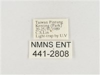 小白紋毒蛾藏品圖，第3張