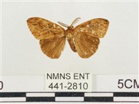 小白紋毒蛾藏品圖，第1張