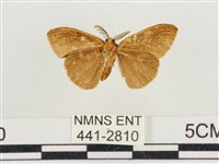 小白紋毒蛾藏品圖，第2張