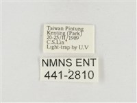 小白紋毒蛾藏品圖，第3張