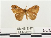 小白紋毒蛾藏品圖，第1張