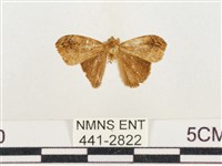 小白紋毒蛾藏品圖，第1張