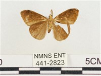 小白紋毒蛾藏品圖，第2張