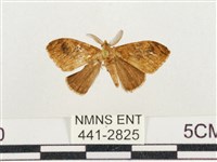 小白紋毒蛾藏品圖，第1張