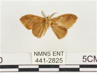 小白紋毒蛾藏品圖，第2張