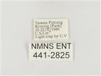 小白紋毒蛾藏品圖，第3張