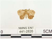 小白紋毒蛾藏品圖，第1張