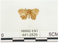 小白紋毒蛾藏品圖，第2張