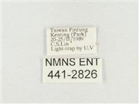 小白紋毒蛾藏品圖，第3張