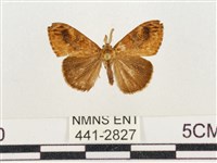 小白紋毒蛾藏品圖，第1張