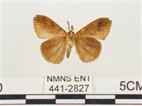 小白紋毒蛾藏品圖，第2張