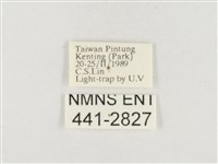 小白紋毒蛾藏品圖，第3張