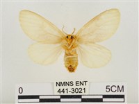 榕透翅毒蛾藏品圖，第2張