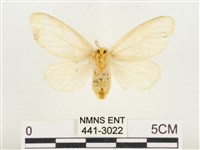 榕透翅毒蛾藏品圖，第2張