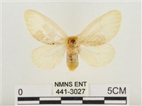 榕透翅毒蛾藏品圖，第1張