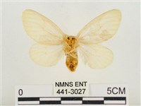 榕透翅毒蛾藏品圖，第2張