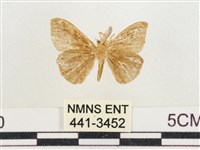 小白紋毒蛾藏品圖，第2張