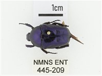 藍艷白點花金龜藏品圖，第1張