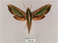 斜綠天蛾藏品圖，第1張