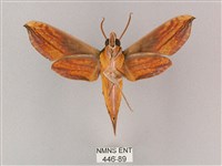 斜綠天蛾藏品圖，第2張