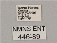 斜綠天蛾藏品圖，第3張