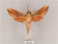 斜綠天蛾藏品圖，第2張