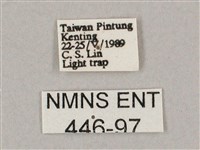 斜綠天蛾藏品圖，第3張