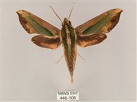 斜綠天蛾藏品圖，第1張