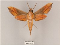 斜綠天蛾藏品圖，第2張