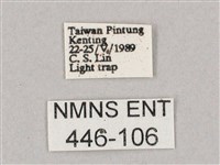 斜綠天蛾藏品圖，第3張