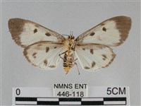 長斑擬燈蛾藏品圖，第2張