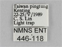 長斑擬燈蛾藏品圖，第3張